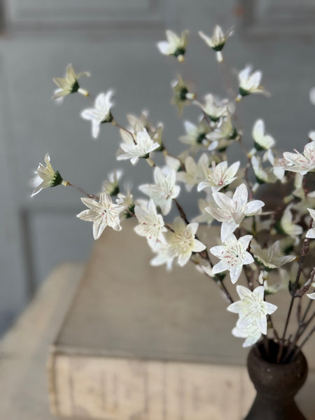 Villa Blooms Bush | 15" | NOT CURRENTLY IN STOCK-New For Spring 2027!