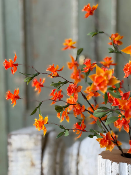Queensway Blooms | 15" | Oriole | NOT CURRENTLY IN STOCK-New For Spring 2027!