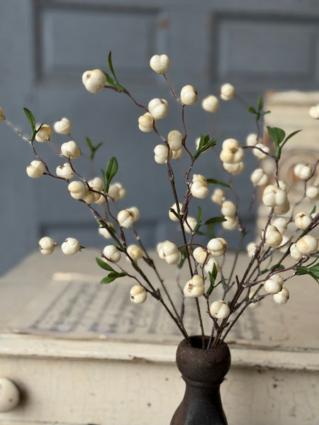 Jeckyll Berry Bush | 15" | NOT CURRENTLY IN STOCK-New For Spring 2027!