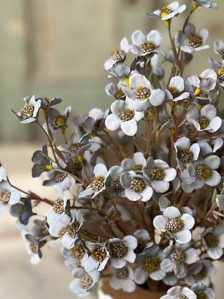 Timeless Blooms Bush | 19" | Azure | NOT CURRENTLY IN STOCK - ETA December