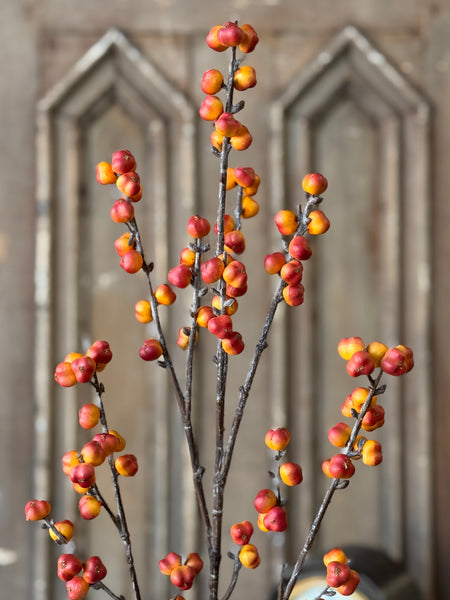 Brackish Bittersweet Spray | 36" | NOT CURRENTLY IN STOCK-New For Holiday 2026!