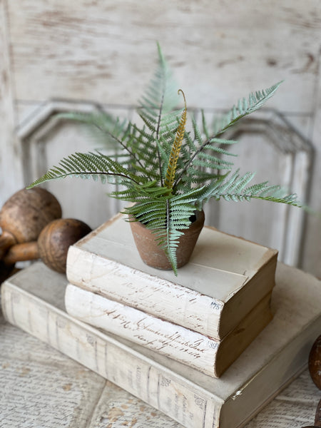 Hill Gate Pot | 8" | Plume Fern | NOT CURRENTLY IN STOCK-New For Spring 2026!