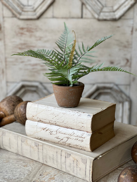 Hill Gate Pot | 8" | Plume Fern | NOT CURRENTLY IN STOCK-New For Spring 2026!