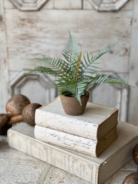 Hill Gate Pot | 8" | Plume Fern | NOT CURRENTLY IN STOCK-New For Spring 2026!