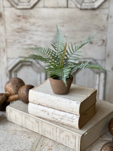Hill Gate Pot | 8" | Plume Fern | NOT CURRENTLY IN STOCK-New For Spring 2026!