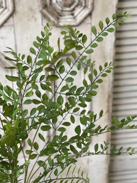 Fountain Bush | 35" | Causeway Leaves | NOT CURRENTLY IN STOCK-New For Spring 2027!