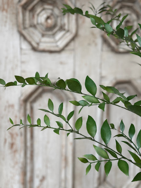 Fountain Bush | 36" | Linwood Leaves | NOT CURRENTLY IN STOCK-New For Spring 2027!