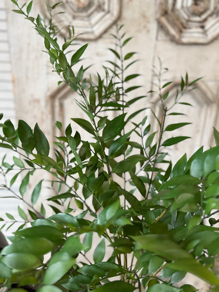 Fountain Bush | 36" | Linwood Leaves | NOT CURRENTLY IN STOCK-New For Spring 2027!
