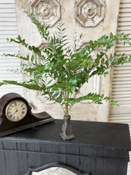 Fountain Bush | 36" | Linwood Leaves | NOT CURRENTLY IN STOCK-New For Spring 2027!