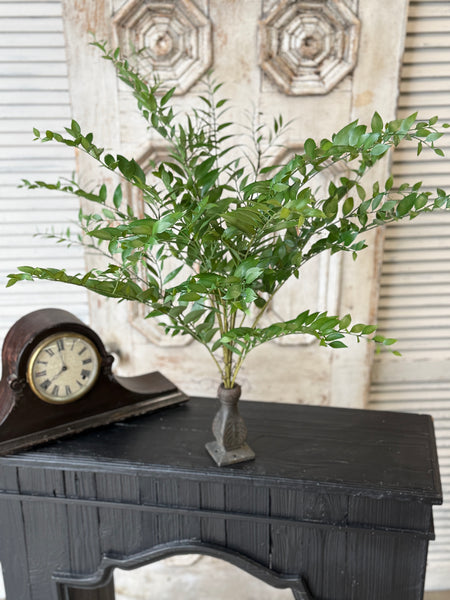 Fountain Bush | 36" | Linwood Leaves | NOT CURRENTLY IN STOCK-New For Spring 2027!