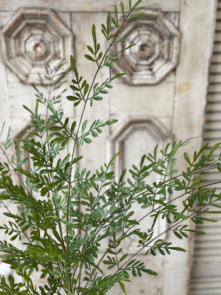 Fountain Bush | 36" | Trellis Leaves | NOT CURRENTLY IN STOCK-New For Spring 2027!