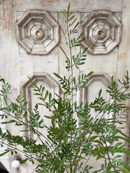 Fountain Bush | 36" | Trellis Leaves | NOT CURRENTLY IN STOCK-New For Spring 2027!