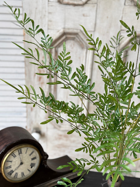 Fountain Bush | 36" | Trellis Leaves | NOT CURRENTLY IN STOCK-New For Spring 2027!