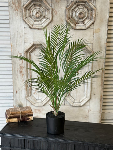 Fanfare Palm Tree | 30" | NOT CURRENTLY IN STOCK-New For Spring 2027!