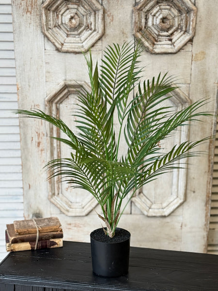 Fanfare Palm Tree | 30" | NOT CURRENTLY IN STOCK-New For Spring 2027!