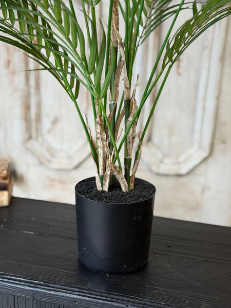 Fanfare Palm Tree | 30" | NOT CURRENTLY IN STOCK-New For Spring 2027!