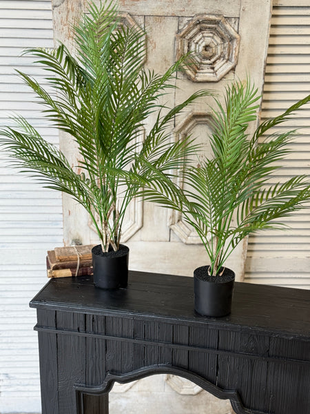 Fanfare Palm Tree | 42" | NOT CURRENTLY IN STOCK-New For Spring 2027!