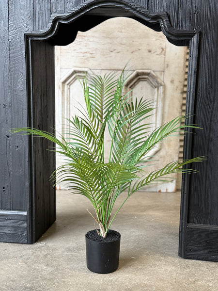 Fanfare Palm Tree | 30" | NOT CURRENTLY IN STOCK-New For Spring 2027!