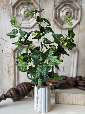 Ivadale Greens Bush | 24" | NOT CURRENTLY IN STOCK-New For Spring 2027!