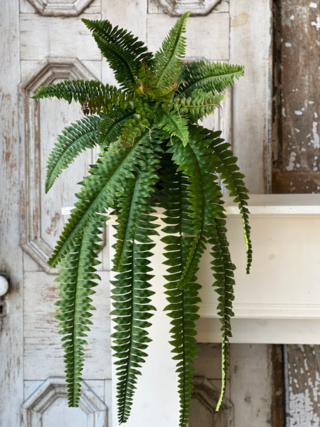 Niagara Fern Hanging | 36" | NOT CURRENTLY IN STOCK - ETA December