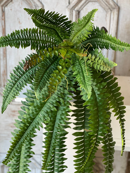 Niagara Fern Hanging | 36" | NOT CURRENTLY IN STOCK - ETA December