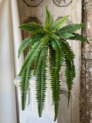 Niagara Fern Hanging | 36" | NOT CURRENTLY IN STOCK - ETA December
