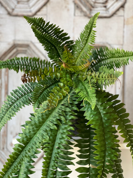 Niagara Fern Hanging | 36" | NOT CURRENTLY IN STOCK - ETA December