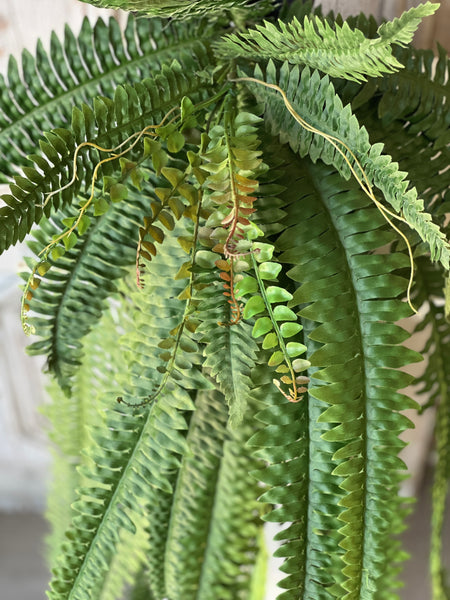 Niagara Fern Cascade | 48" | NOT CURRENTLY IN STOCK - ETA December