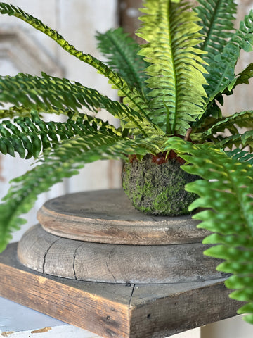Niagara Fern Rooted Hanging | 20"