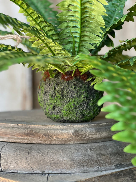 Niagara Fern Rooted Hanging | 20"