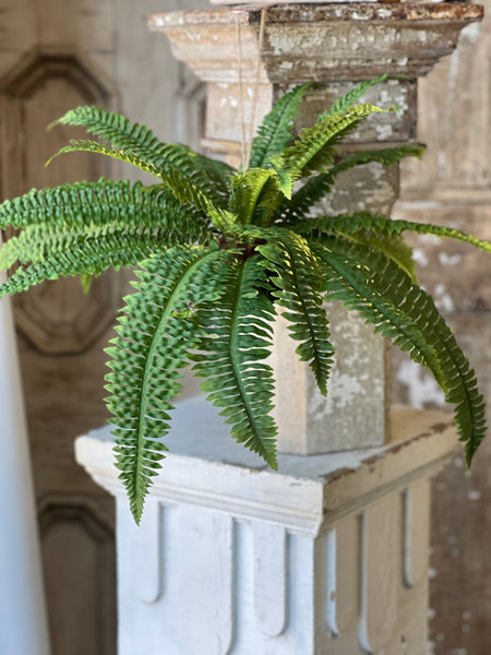 Niagara Fern Rooted Hanging | 20"