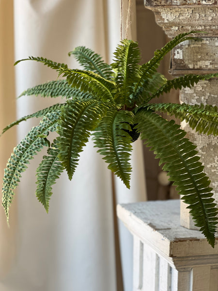 Niagara Fern Rooted Hanging | 20"