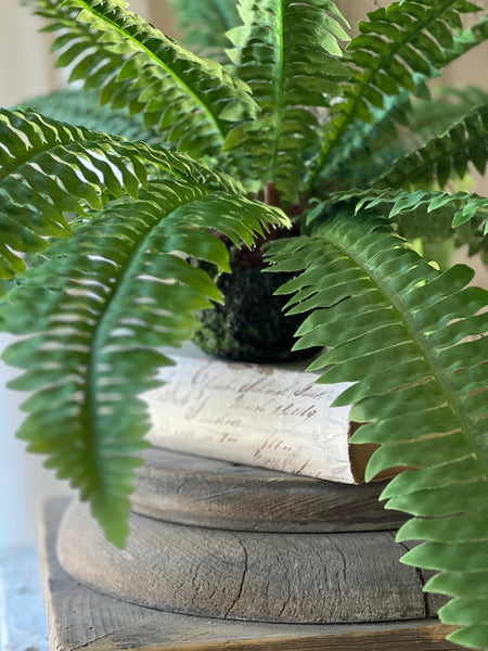 Niagara Fern Rooted Hanging | 20"