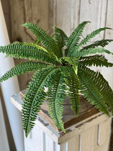 Niagara Fern Rooted Hanging | 20"