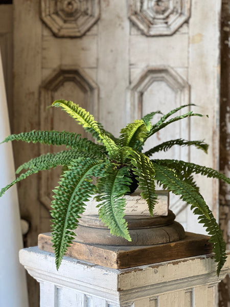 Niagara Fern Rooted Hanging | 20"