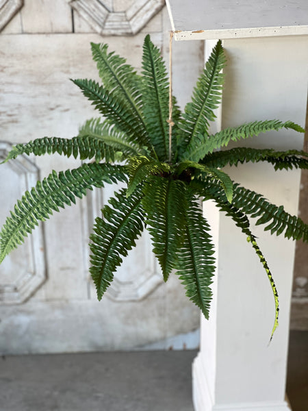 Niagara Fern Rooted Hanging | 20"