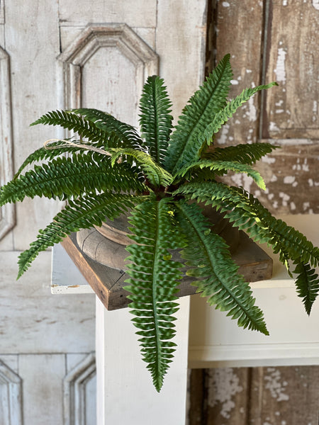 Niagara Fern Rooted Hanging | 20"
