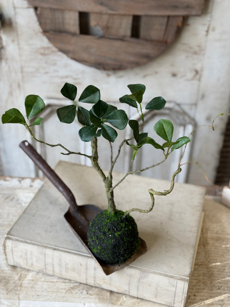Rooted Hedgerow Tree | 15" | NOT CURRENTLY IN STOCK-New For Spring 2027!