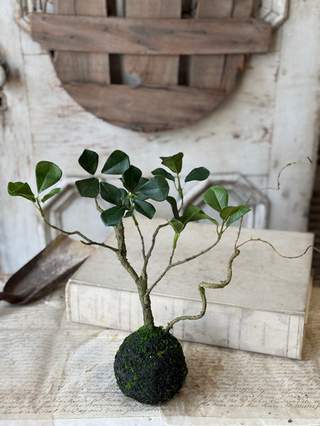 Rooted Hedgerow Tree | 15" | NOT CURRENTLY IN STOCK-New For Spring 2027!