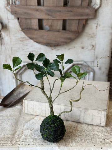 Rooted Hedgerow Tree | 15" | NOT CURRENTLY IN STOCK-New For Spring 2027!