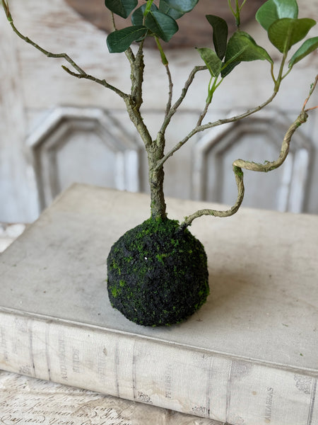 Rooted Hedgerow Tree | 15" | NOT CURRENTLY IN STOCK-New For Spring 2027!