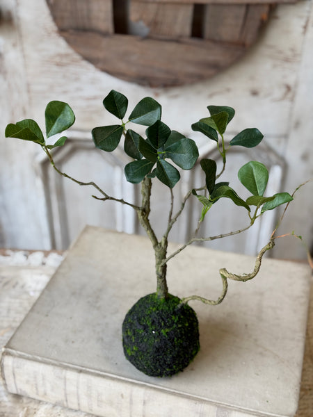 Rooted Hedgerow Tree | 15" | NOT CURRENTLY IN STOCK-New For Spring 2027!