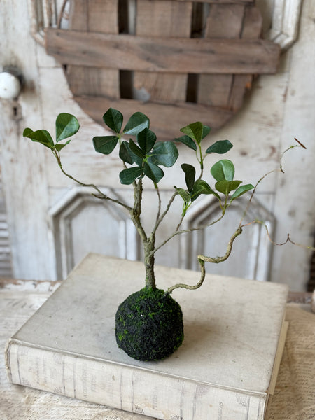 Rooted Hedgerow Tree | 15" | NOT CURRENTLY IN STOCK-New For Spring 2027!