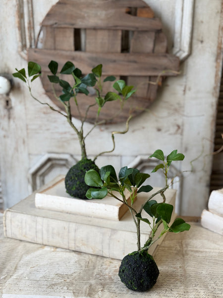 Rooted Hedgerow Tree | 15" | NOT CURRENTLY IN STOCK-New For Spring 2027!