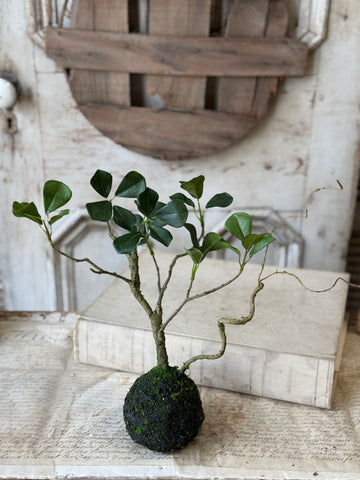 Rooted Hedgerow Tree | 15" | NOT CURRENTLY IN STOCK-New For Spring 2027!