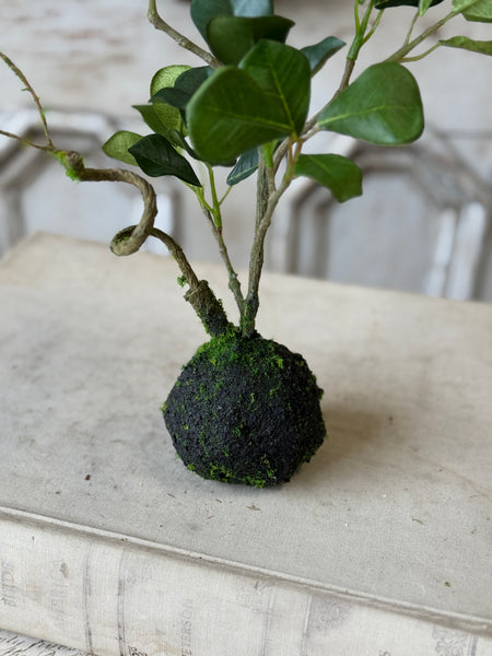 Rooted Hedgerow Tree | 13" | NOT CURRENTLY IN STOCK-New For Spring 2027!