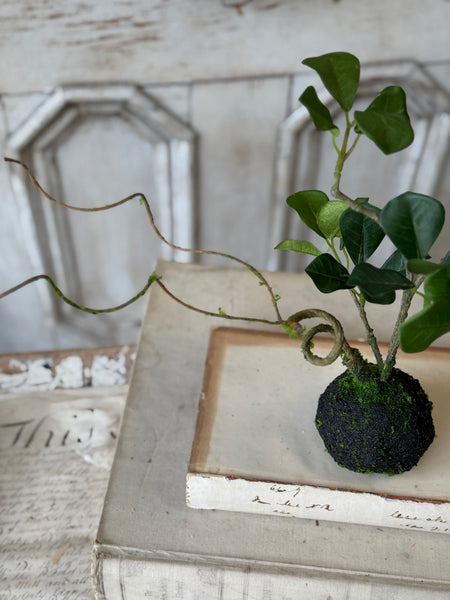 Rooted Hedgerow Tree | 13" | NOT CURRENTLY IN STOCK-New For Spring 2027!