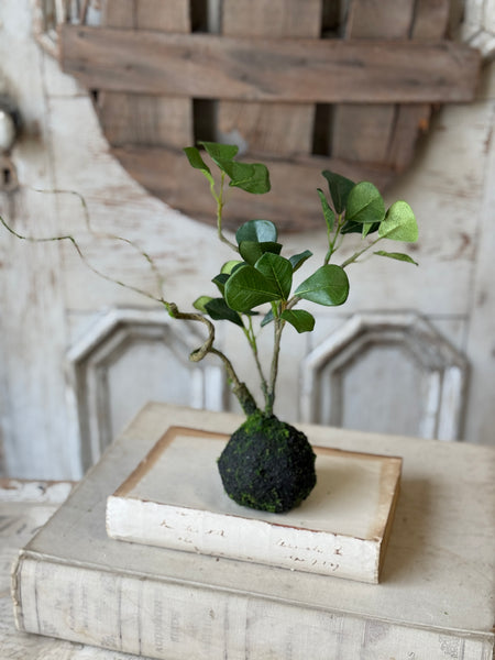 Rooted Hedgerow Tree | 13" | NOT CURRENTLY IN STOCK-New For Spring 2027!