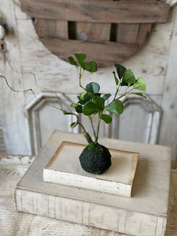 Rooted Hedgerow Tree | 13" | NOT CURRENTLY IN STOCK-New For Spring 2027!