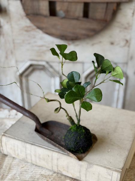 Rooted Hedgerow Tree | 13" | NOT CURRENTLY IN STOCK-New For Spring 2027!